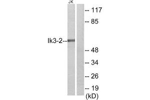 Western Blotting (WB) image for anti-Cdk5 and Abl Enzyme Substrate 2 (CABLES2) (Internal Region) antibody (ABIN1850210) (CABLES2 Antikörper  (Internal Region))