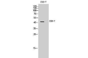 Western Blotting (WB) image for anti-Chemokine (C-C Motif) Receptor 7 (CCR7) (Internal Region) antibody (ABIN3180542) (CCR7 Antikörper  (Internal Region))