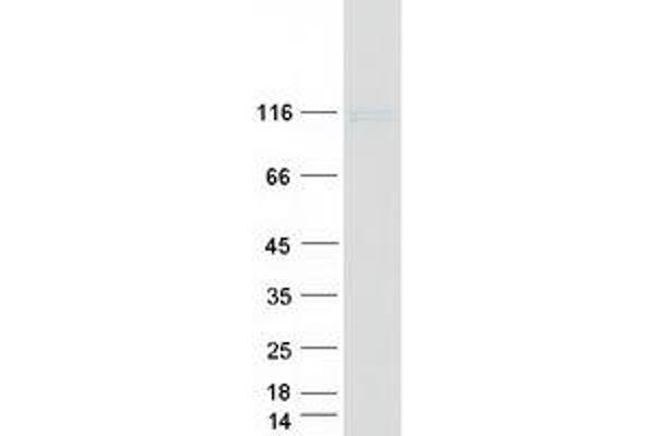 Cadherin 24 Protein (CDH24) (Transcript Variant 1) (Myc-DYKDDDDK Tag)