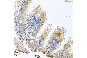 Immunohistochemistry of paraffin-embedded human trachea using COX6B1 antibody. (COX6B1 Antikörper  (AA 1-86))