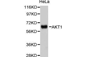 Western blot analysis of extracts of HeLa cells, using AKT1 antibody (ABIN5999499). (AKT1 Antikörper)