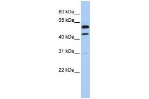 Cyclin B1 antibody used at 1 ug/ml to detect target protein. (Cyclin B1 Antikörper  (Middle Region))