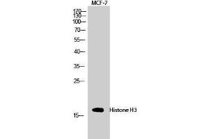 Western Blot (WB) analysis of MCF-7 cells using Histone H3 Polyclonal Antibody. (Histone 3 Antikörper  (Lys381))