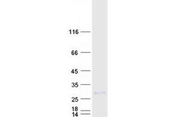 MED9 Protein (Myc-DYKDDDDK Tag)