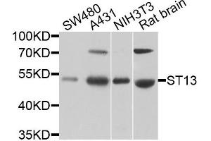 Western blot analysis of extracts of various cells, using ST13 antibody. (HSC70 Interacting Protein HIP Antikörper)