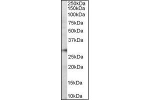 Image no. 2 for anti-Programmed Cell Death 1 (PDCD1) (Internal Region) antibody (ABIN374561) (PD-1 Antikörper  (Internal Region))