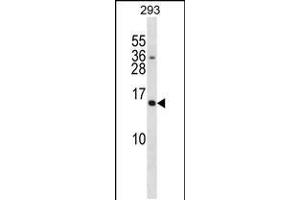 Western blot analysis in 293 cell line lysates (35ug/lane). (SH2D1A Antikörper  (C-Term))