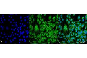 Immunocytochemistry/Immunofluorescence analysis using Mouse Anti-GRP78 Monoclonal Antibody, Clone 3G12-1G11 . (GRP78 Antikörper  (HRP))