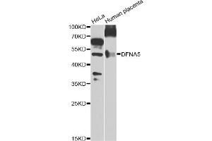 Western blot analysis of extracts of various cell lines, using DFNA5 Antibody (ABIN5975144) at 1/1000 dilution. (DFNA5 Antikörper)