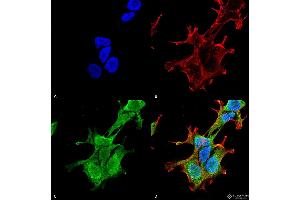 Immunocytochemistry/Immunofluorescence analysis using Mouse Anti-PINK1 Monoclonal Antibody, Clone S4-15 . (PINK1 Antikörper  (AA 112-496) (APC))