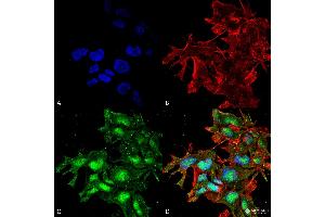 Immunocytochemistry/Immunofluorescence analysis using Rabbit Anti-ATG2A Polyclonal Antibody . (ATG2A Antikörper  (C-Term) (Atto 594))