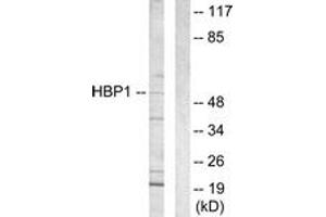 Western Blotting (WB) image for anti-HMG Box-Containing Protein 1 (HBP1) (AA 431-480) antibody (ABIN2889331) (HBP1 Antikörper  (AA 431-480))