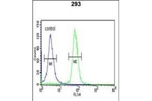 STK40 Antibody ( C-term ) (ABIN652973 and ABIN2842617) flow cytometric analysis of 293 cells (right histogram) compared to a negative control cell (left histogram). (STK40 Antikörper  (C-Term))