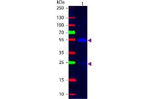 Western Blot of Mouse anti-Goat IgG Fluorescein Conjugated Secondary Antibody. (Maus anti-Ziege IgG (Heavy & Light Chain) Antikörper (FITC) - Preadsorbed)