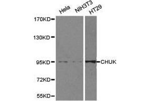 Western Blotting (WB) image for anti-conserved Helix-Loop-Helix Ubiquitous Kinase (CHUK) antibody (ABIN1871859) (IKK alpha Antikörper)