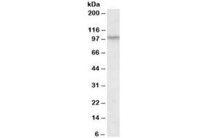 Western blot testing of NIH3T3 lysate with CUL2 antibody at 1ug/ml. (Cullin 2 Antikörper)
