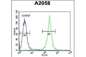 Calponin-3 Antibody (N-term) (ABIN390503 and ABIN2840859) flow cytometric analysis of  cells (right histogram) compared to a negative control cell (left histogram). (CNN3 Antikörper  (N-Term))