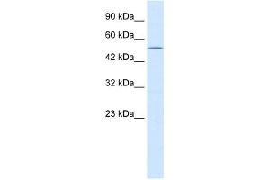 NMUR2 antibody used at 0. (NMUR2 Antikörper  (N-Term))