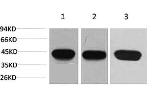 Western blot analysis of 1) Hela, 2) 3T3, 3) rat brain using α-SMA Monoclonal Antibody. (alpha-SMA Antikörper)