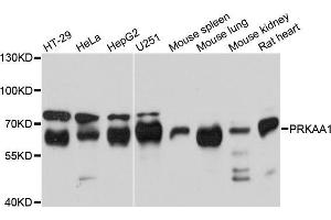 Western blot analysis of extracts of various cell lines, using PRKAA1 antibody (ABIN5970571) at 1/1000 dilution. (PRKAA1 Antikörper)