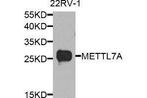 Western blot analysis of extracts of 22Rv1 cells, using METTL7A antibody (ABIN5974519) at 1/1000 dilution. (METTL7A Antikörper)