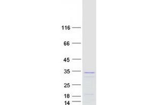 GTF2F2 Protein (Myc-DYKDDDDK Tag)