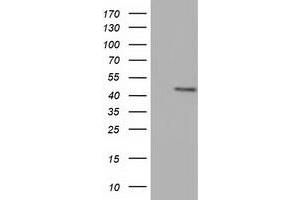 Western Blotting (WB) image for anti-COBW Domain Containing 1 (CBWD1) antibody (ABIN1497114) (CBWD1 Antikörper)