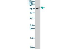 NEFL MaxPab polyclonal antibody. (NEFL Antikörper  (AA 1-543))