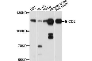 Western blot analysis of extracts of various cell lines, using BICD2 antibody (ABIN5997304) at 1/1000 dilution. (BICD2 Antikörper)