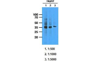 Western Blotting (WB) image for anti-AKR1C1 / DHH1 antibody (ABIN614310) (AKR1C1 / DHH1 Antikörper)