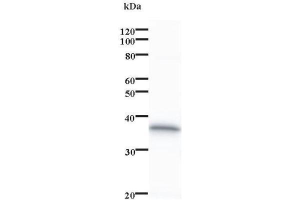 PDCD11 Antikörper