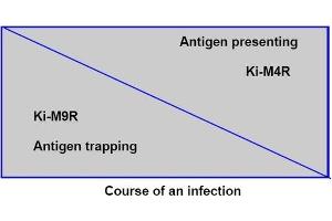 During the course of an infection the number of antigen trapping cells decreases while the (Follicular Dendritic Cells Antikörper)