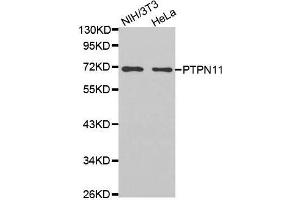 Western blot analysis of extracts of various cell lines, using PTPN11 antibody. (PTPN11 Antikörper  (AA 514-593))
