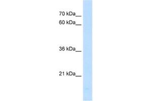 Western Blotting (WB) image for anti-Peptidylprolyl Isomerase F (PPIF) antibody (ABIN2462947) (PPIF Antikörper)