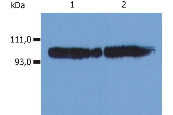 Integrin beta 2 Antikörper  (FITC)