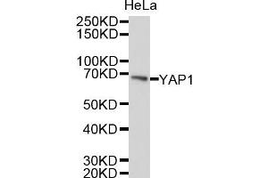 Western blot analysis of extracts of HeLa cells, using YAP1 antibody (ABIN5999515). (YAP1 Antikörper)