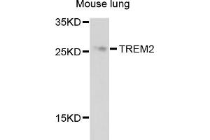 Western blot analysis of extracts of mouse lung, using TREM2 antibody (ABIN4905486) at 1:1000 dilution. (TREM2 Antikörper)