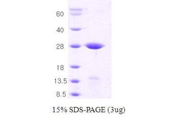 STX1A Protein (AA 1-226)