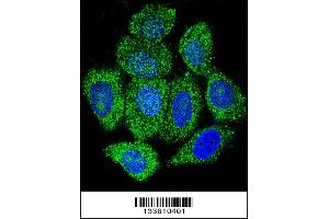 Confocal immunofluorescent analysis of IMPDH1 Antibody with Hela cell followed by Alexa Fluor 488-conjugated goat anti-rabbit lgG (green). (IMPDH1 Antikörper  (C-Term))