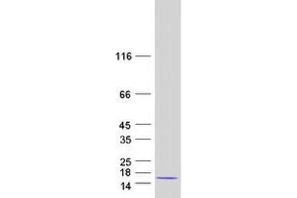 CKS2 Protein (Myc-DYKDDDDK Tag)