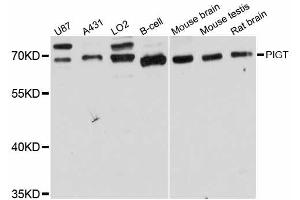 Western blot analysis of extracts of various cell lines, using PIGT antibody (ABIN5998512) at 1:3000 dilution. (PIGT Antikörper)