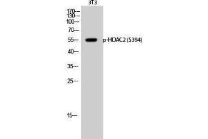 Western Blotting (WB) image for anti-Histone Deacetylase 2 (HDAC2) (pSer394) antibody (ABIN3182181) (HDAC2 Antikörper  (pSer394))