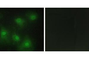Peptide - +Western blot analysis of extracts from HUVEC cells, HepG2 cells and Jurkat cells, using CDK2 antibody. (CDK2 Antikörper  (Internal Region))
