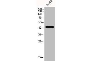 Western Blot analysis of HEPG2-UV cells using EMMPRIN Polyclonal Antibody (CD147 Antikörper  (C-Term))