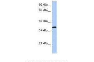 Image no. 1 for anti-cAMP Responsive Element Binding Protein 1 (CREB1) (AA 110-159) antibody (ABIN6739078) (CREB1 Antikörper  (AA 110-159))