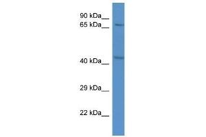 Western Blot showing Rad21 antibody used at a concentration of 1. (RAD21 Antikörper  (C-Term))