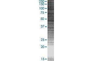 USP18 transfected lysate. (USP18 293T Cell Transient Overexpression Lysate(Denatured))