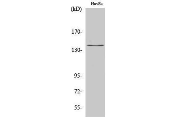 beta Amyloid Antikörper  (Ser15)