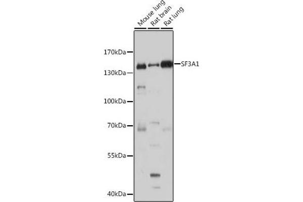 SF3A1 Antikörper  (AA 443-793)