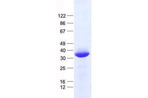 Validation with Western Blot (HES1 Protein (His tag))